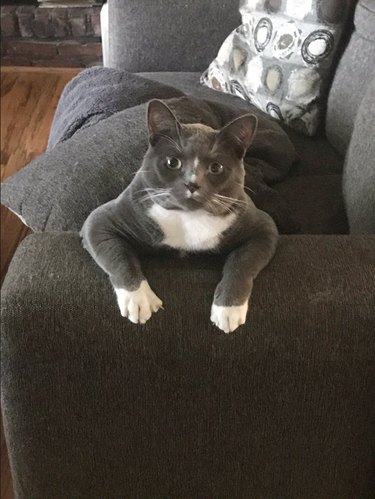 A gray and white cat has their paws propped up on the arm of a couch.