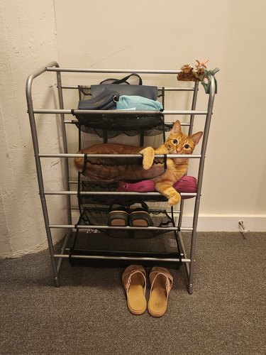 orange cat is lounging in a shoe rack.
