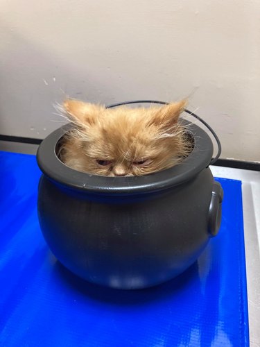 orange cat napping in plastic black couldron, their head is poking out.