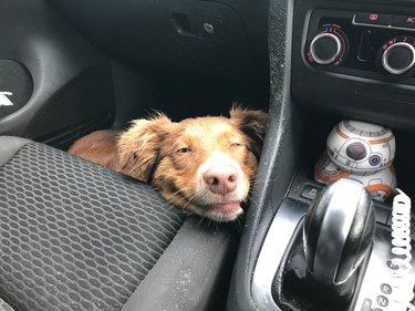 A brown dog with half-closed eyes smiles as they rest their head against a car seat.