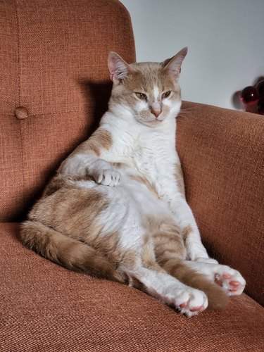 A cat is sitting in an armchair chair like a human.
