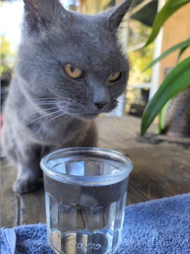 A pouty gray cat scowls over a glass of water.