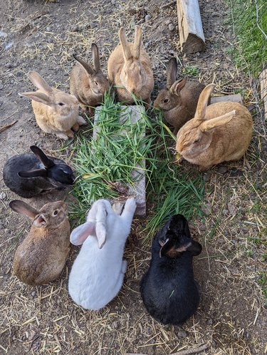 Nine rabbits surround a pile of hay.