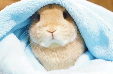 Tan rabbit under blue blanket.