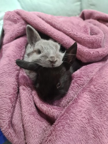 Black rabbit and gray rabbit cuddle inside pink blanket.