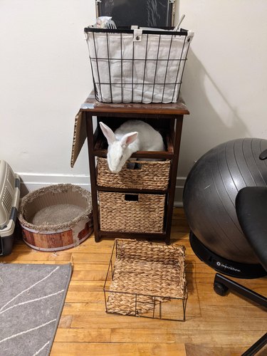 White rabbit pushes drawer out of small shelving unit.
