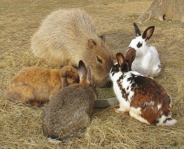 Four rabbits and a capybara share a meal.