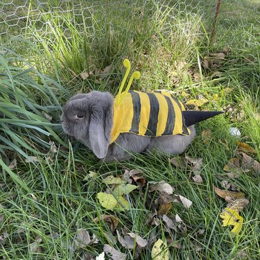 Gray rabbit in bumblebee costume.