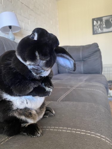 Dark rabbit on couch sits on haunches exposing thick folds of fur.