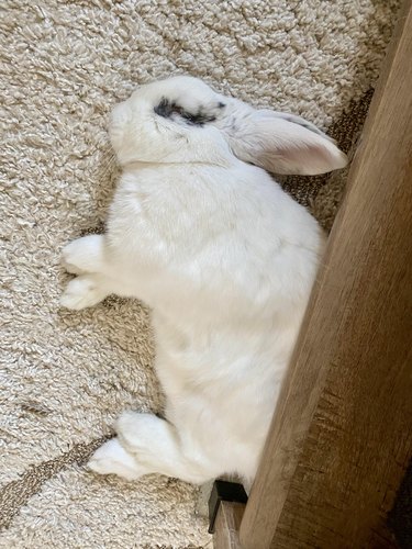 White rabbit sleeps peacefully.