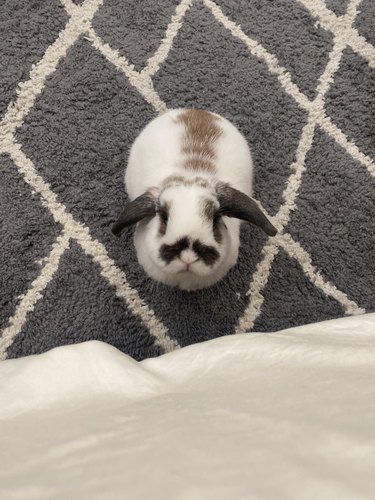 Rabbit with dark, mustache-shaped markings above nose.