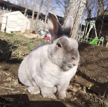 Light gray rabbit outdoors in sunlight.