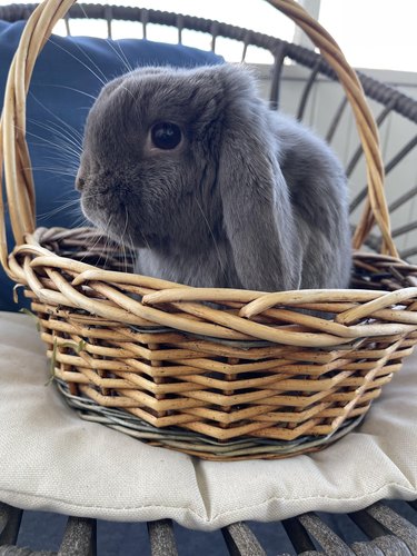 Gray rabbit in a wicker basket.