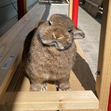 Small rabbit with grumpy facial expression.