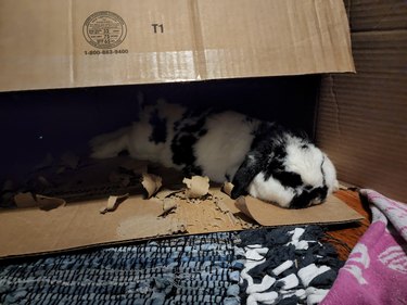 Black and white spotted rabbit sleeps inside torn cardboard box.