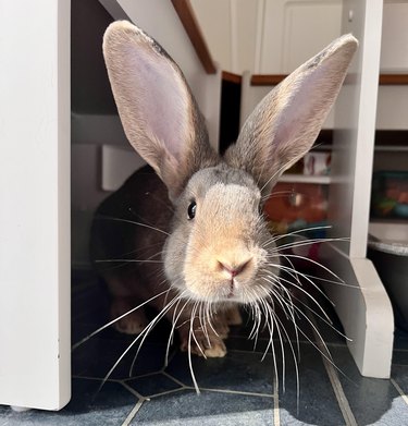 Rabbit with very large ears.