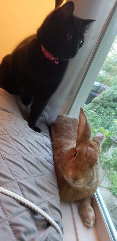 Black cat stands next to rabbit laying on windowsill.