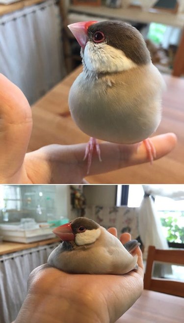 Two images: first, a grey bird perched on a finger. second, the same bird is sitting flat and blob-like in the palm.