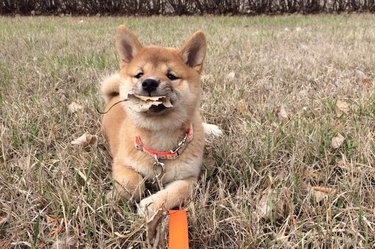 Shiba Inu puppy eating a brown leaf