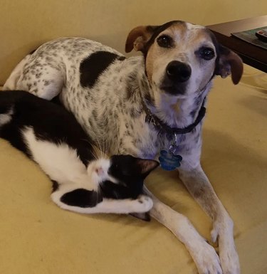 cat rubbing up against a dog.