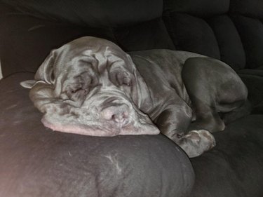 A wrinkly gray Mastiff appears to be melting as they lie on the arm of a couch.