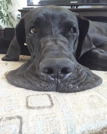 A close-up of a black Great Dane's face. Their muzzle is flat on the floor and looks like it's melting.