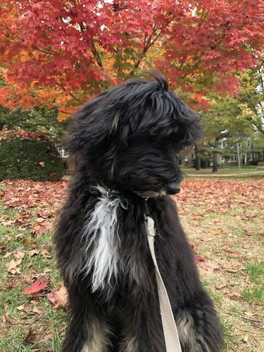Dog in front of a tree with red leaves