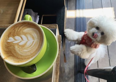 dog licking his nose and looking at a latte.
