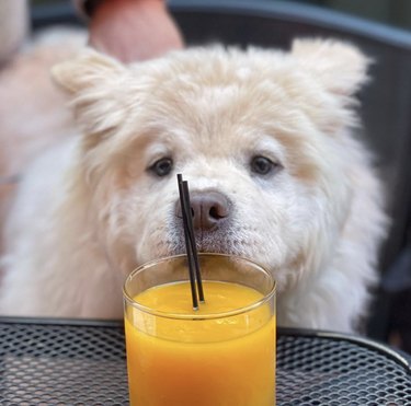 chowchow puppy sniffing orange juice.