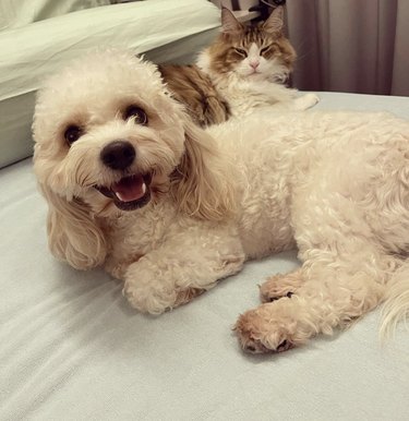 dog and cat snuggling on a bed.