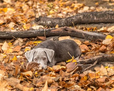 Puppy laying in fall leaves