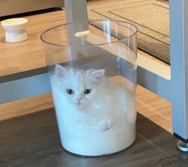 A clear container filled with a fluffy white cat.
