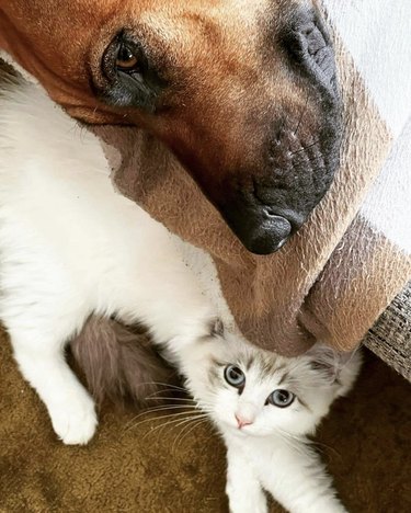 dog and cat lounging around together.
