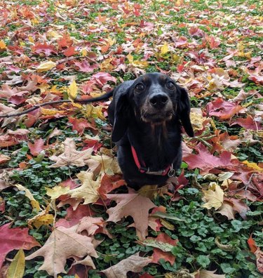 Dachshund standing in clover and fall leaves