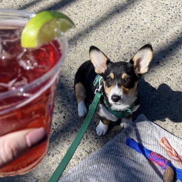 corgi staring at a cocktail.