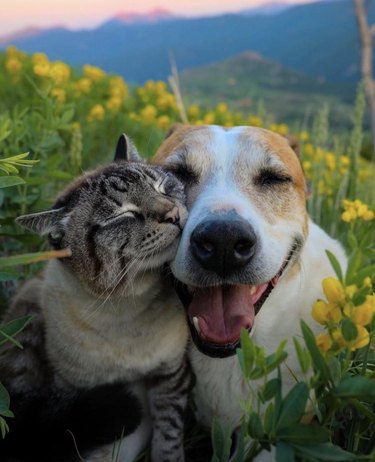a cat and dog smiling with their faces next to each other in a field.