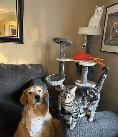 dog and two cats staring at the camera.
