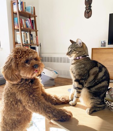 cat and dog staring at each other.