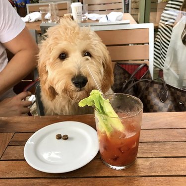 dog staring at a Bloody Mary cocktail.