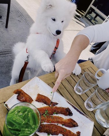 dog looking at a plate of bacon.