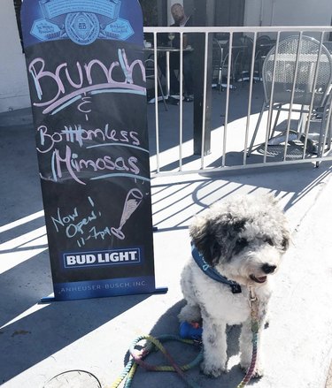 puppy sitting next to brunch sign.