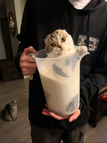 A Scottish fold cat inside of a clear one-gallon pitcher.