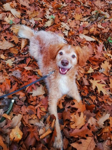 Dog laying in fall leaves