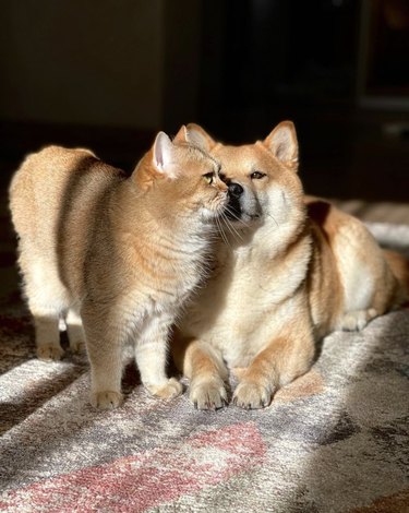dog and cat touching noses.