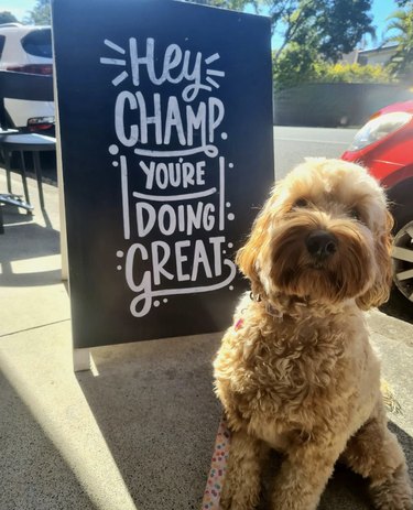 dog standing next to motivational sign that reads hey champ you're doing great.