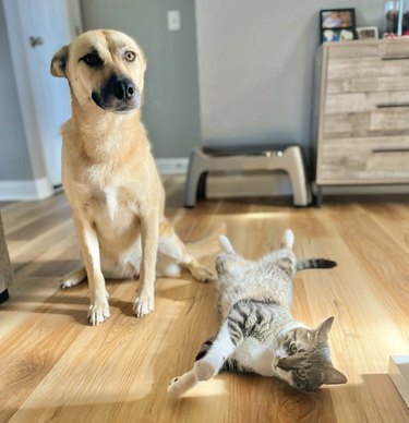 dog and cat hanging out.