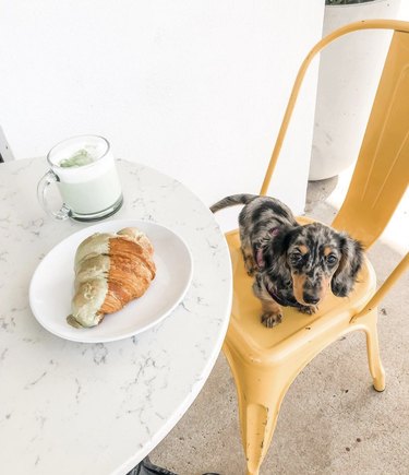 puppy sitting on a chair next to a croissant.