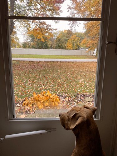 Dog looking out door at pile of leaves