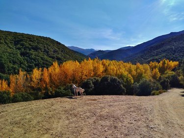 Dog looking at fall landscape