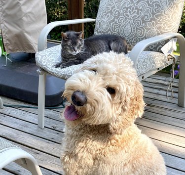 a dog smiling while a cat is lying down behind it.